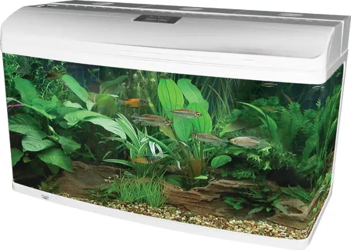 Aqua One AR980 AquaStyle Tank Gloss White 215L Aquarium by Pet One