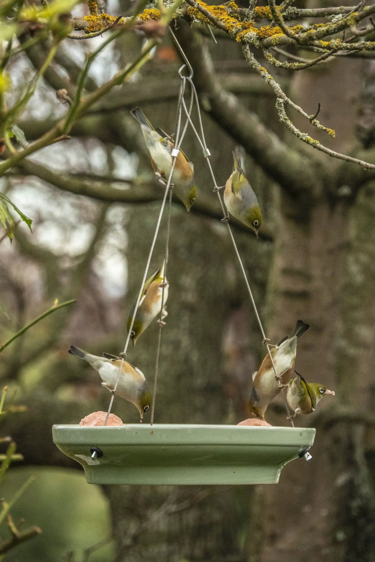 Topflite Splash & Feed (Bird Bath or feeding platform) by Topflite LTD