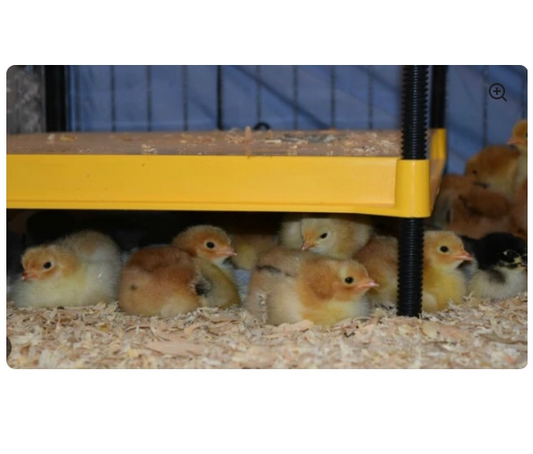 Brinsea EcoGlow Safety 600 Chick Brooder - The Chook Barn