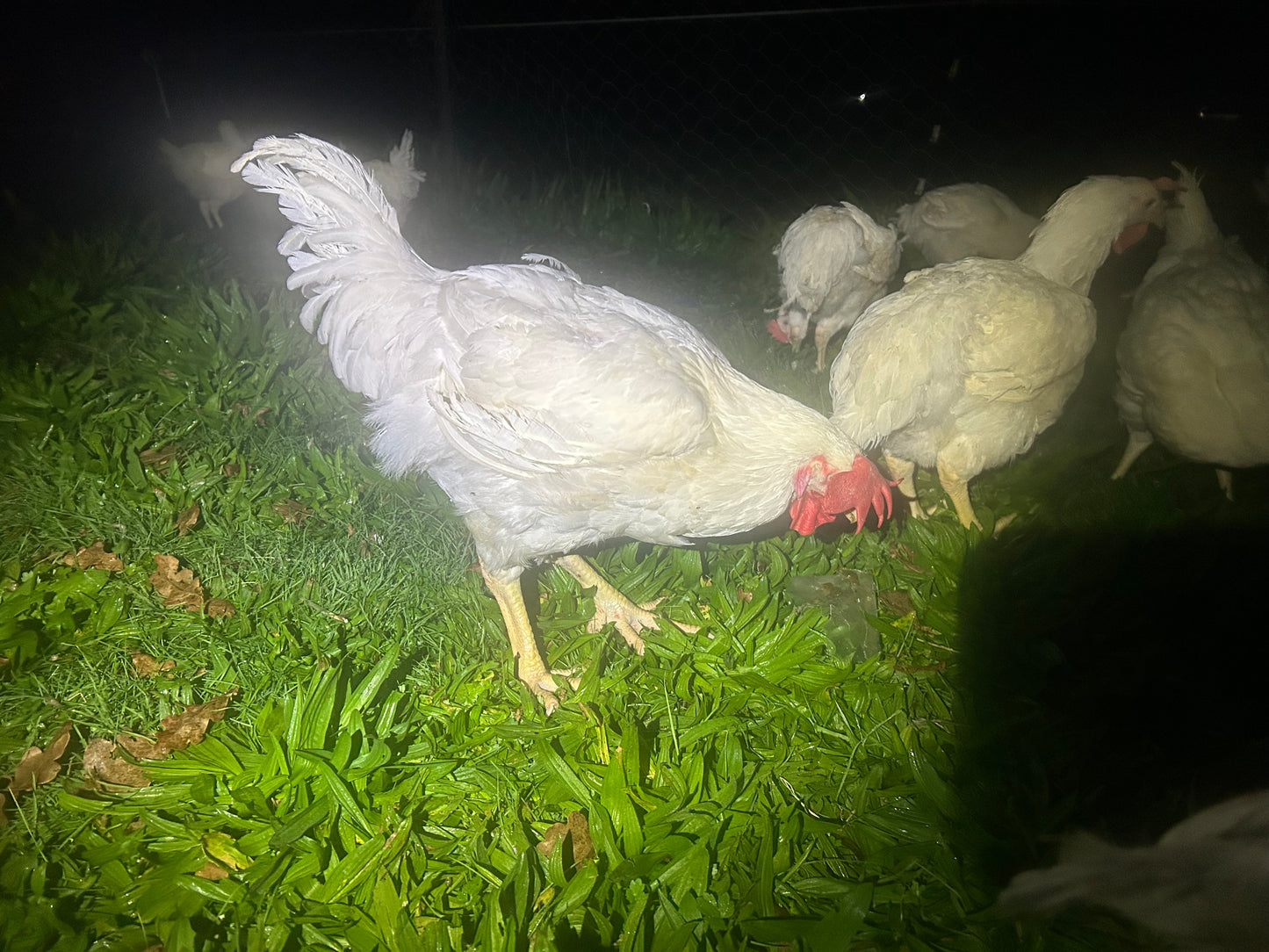 Cobb Roosters - The Chook Barn