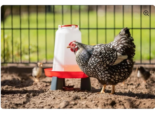 Drink-o-Matic 10L Chicken Drinker with Legs - The Chook Barn