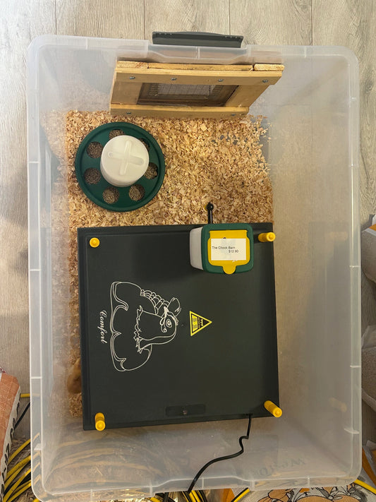 Hy-Line Chick Starter Bundle For Day Old Chicks Guaranteed Female - The Chook Barn