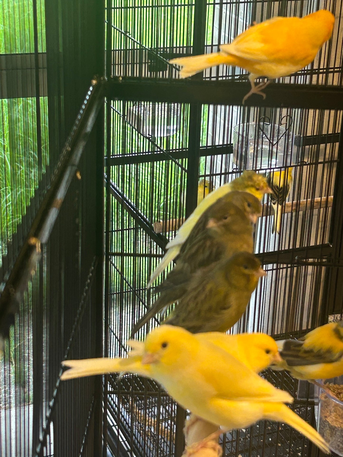 Male Singing Canaries For Sale Price Per Bird Premium Quality