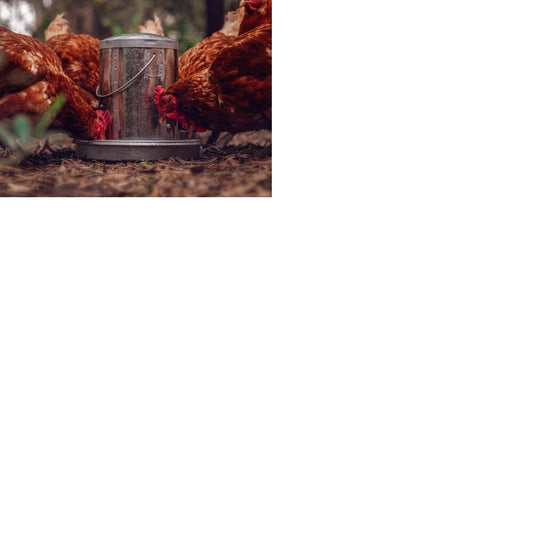 Poultry Pecker Box of 6 Hens Enrichment Treats with Chia Garlic Herbs - The Chook Barn