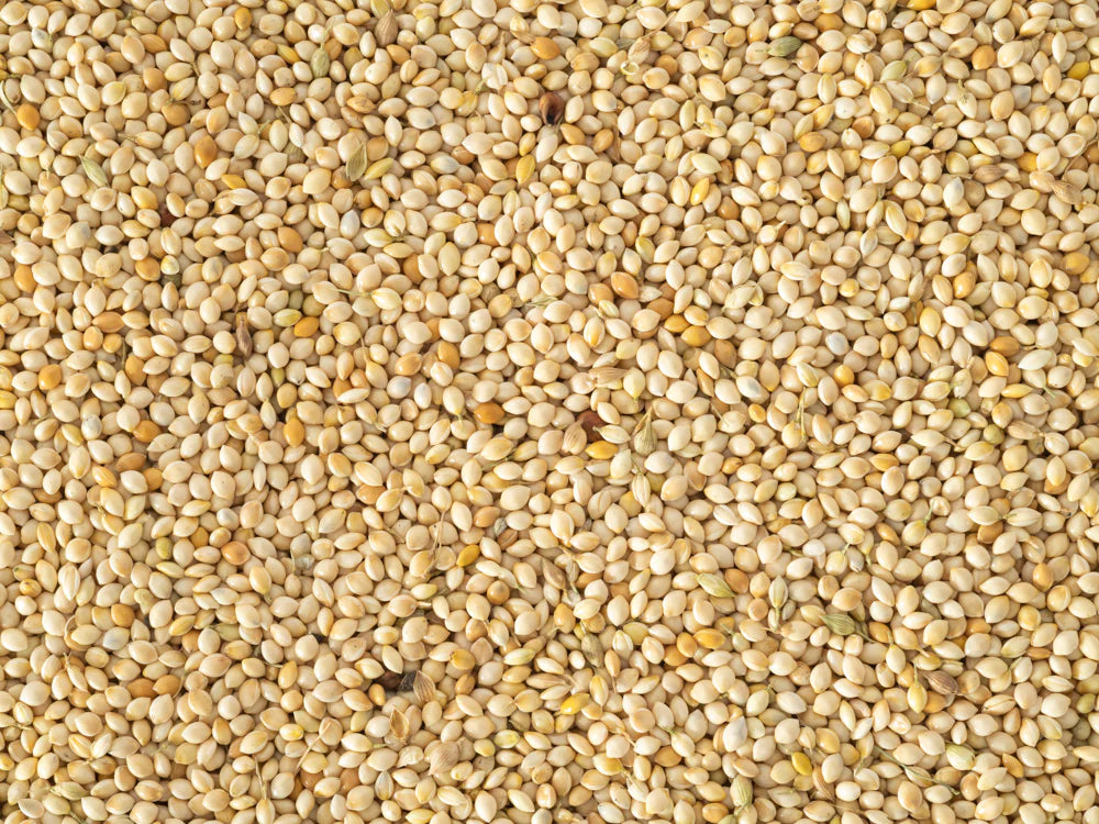 Topflite White French Millet 20 KG - The Chook Barn