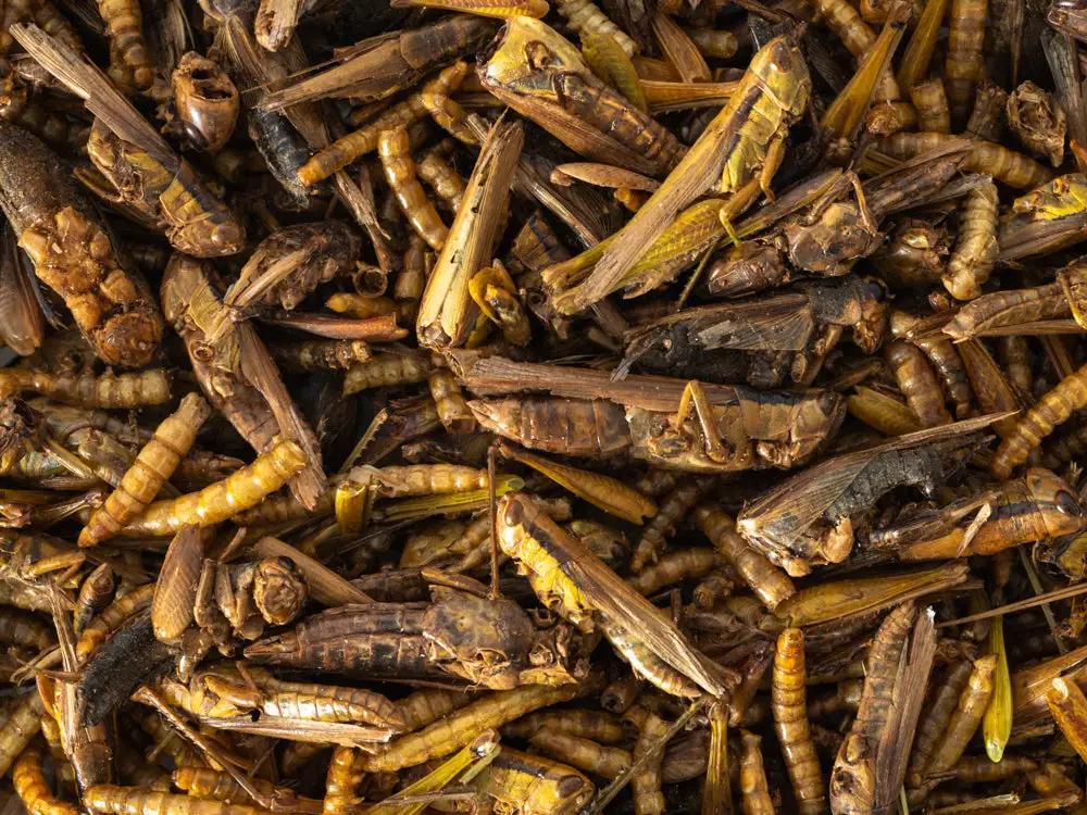 Topflite Insect Medley by Topflite LTD