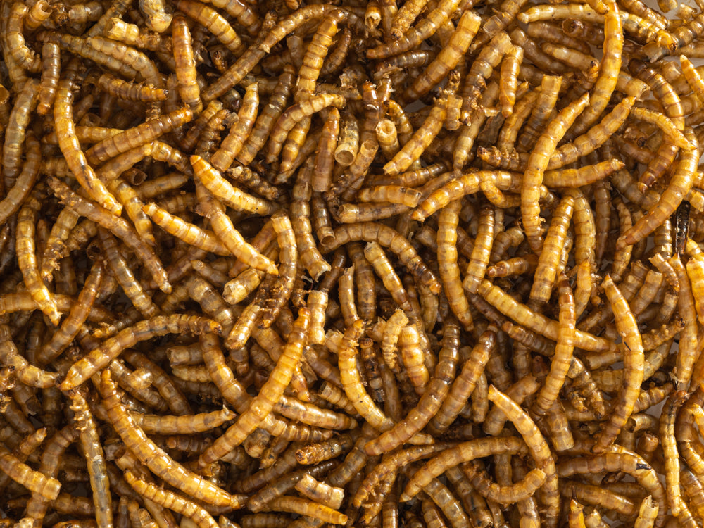 Topflite Dried Mealworms by Topflite LTD