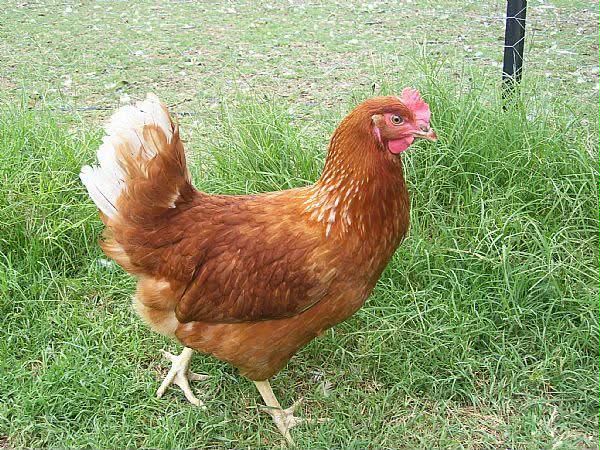 Hy-line hens point of lay - available 30/09/2026 by The Chook Barn