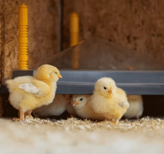 Comfort Chicks Heat Plate 40 x 40cm Triangle