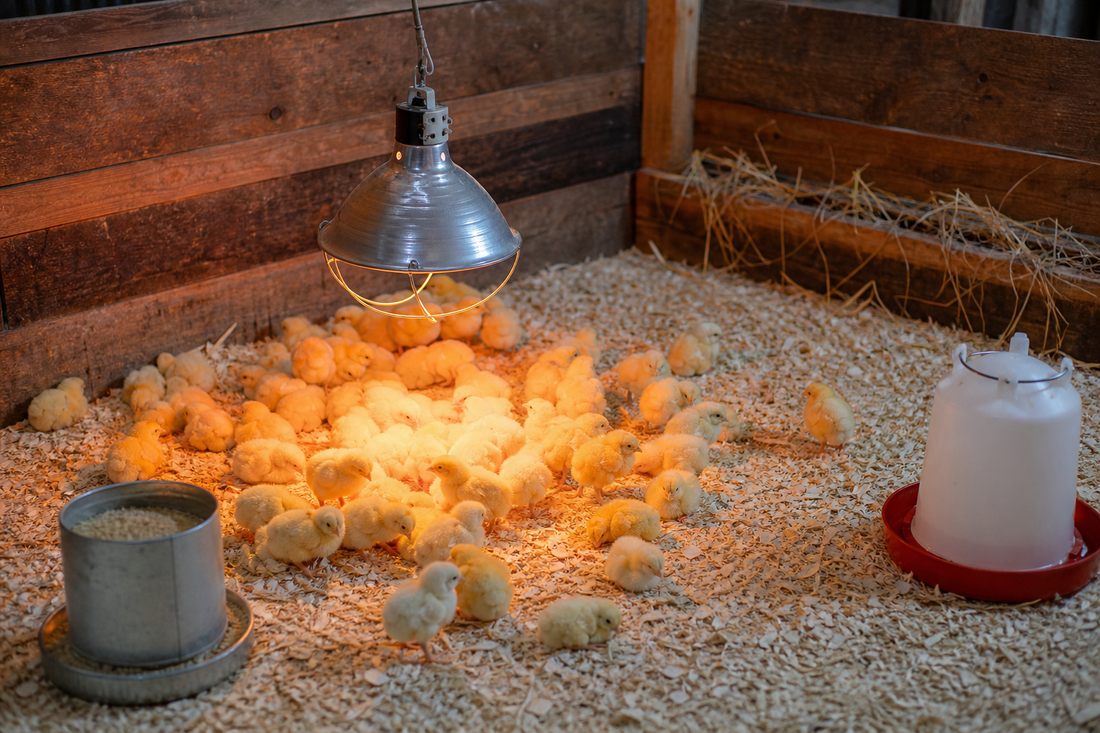 Choosing the Right Heating Solution for Raising Chicks