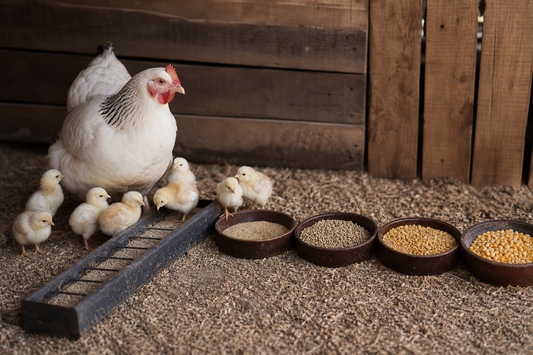 Complete Guide to Poultry Diet Recommendations by Age
