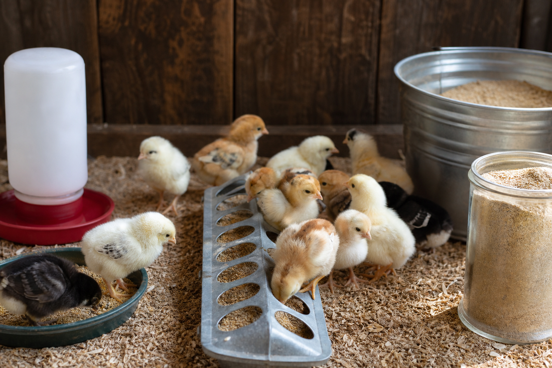 First 8 Weeks: Nutrition Schedule for New Chicks