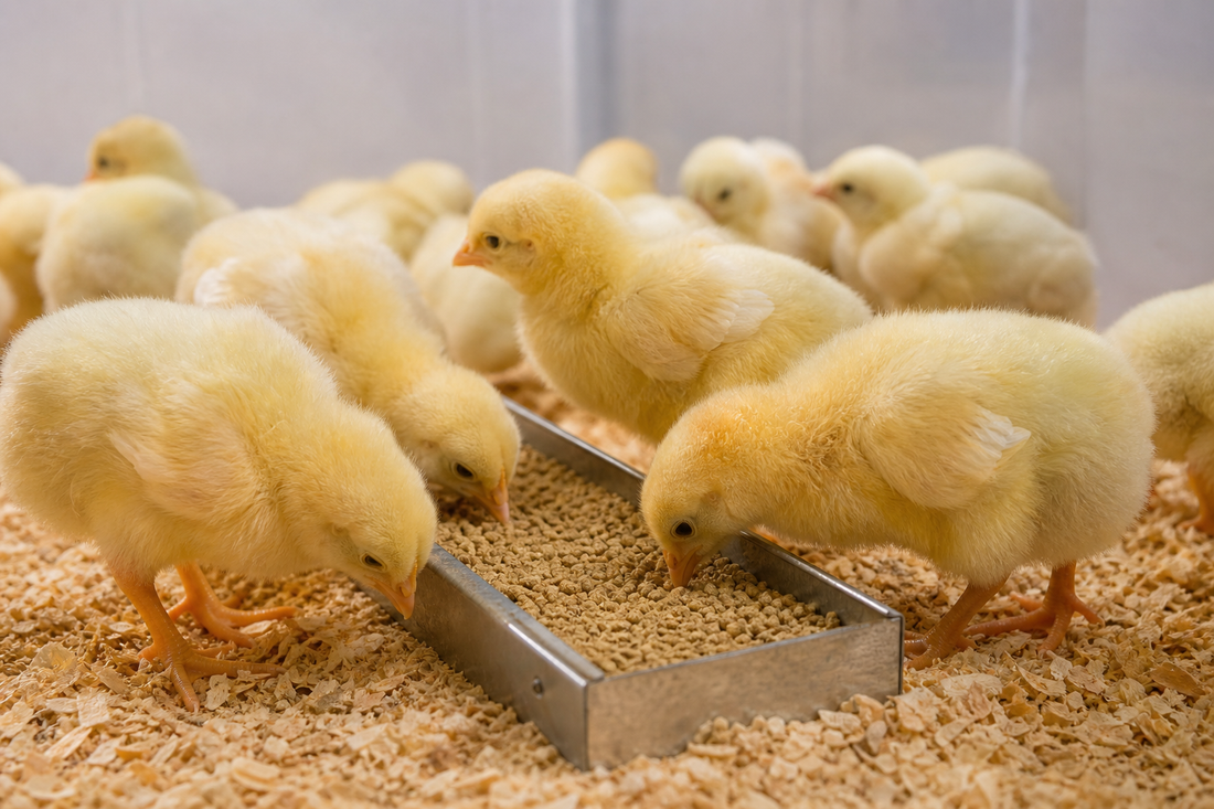 Why Chicks Choice Feed Supports Optimal Early Growth