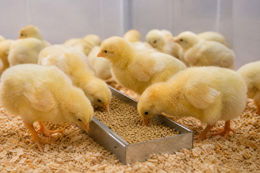 Why Chicks Choice Feed Supports Optimal Early Growth