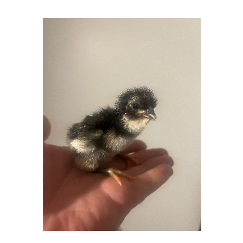 Chicks