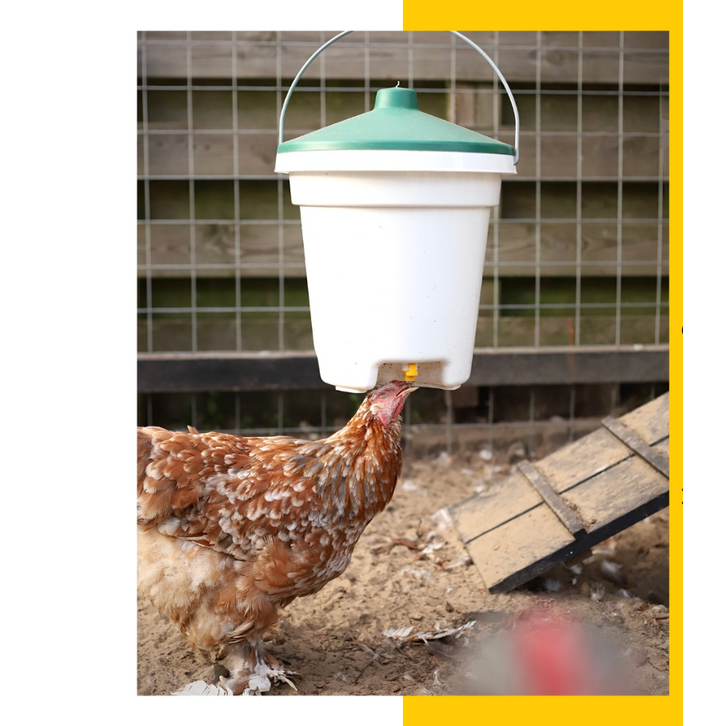 Drink-o-Matic 12L Poultry Hanging Bucket Drinker with Nipples - The Chook Barn
