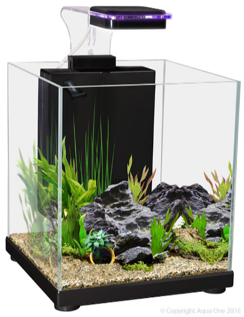 Betta Sanctuary Glass Aquarium 10L 22.4W X 22.4D X 26.3cmH (Black) - The Chook Barn