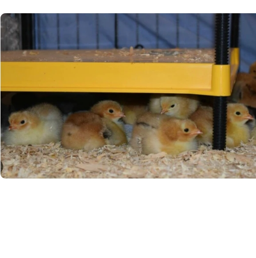 Brinsea EcoGlow Safety 1200 Chick Brooder - The Chook Barn