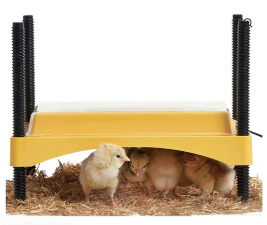 Brinsea EcoGlow Safety 600 Chick Brooder - The Chook Barn
