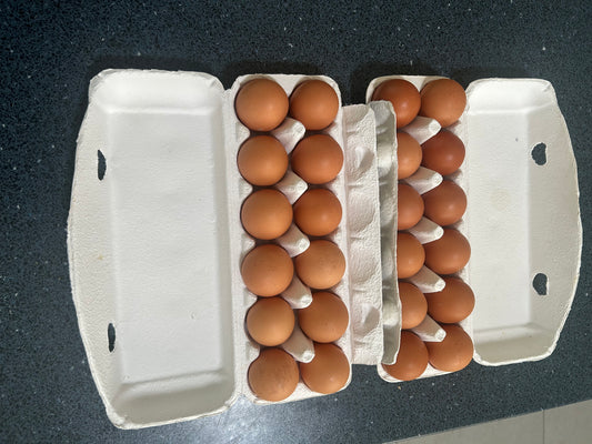 Brown Shaver x Rhode Island Red Fertile Eggs - The Chook Barn