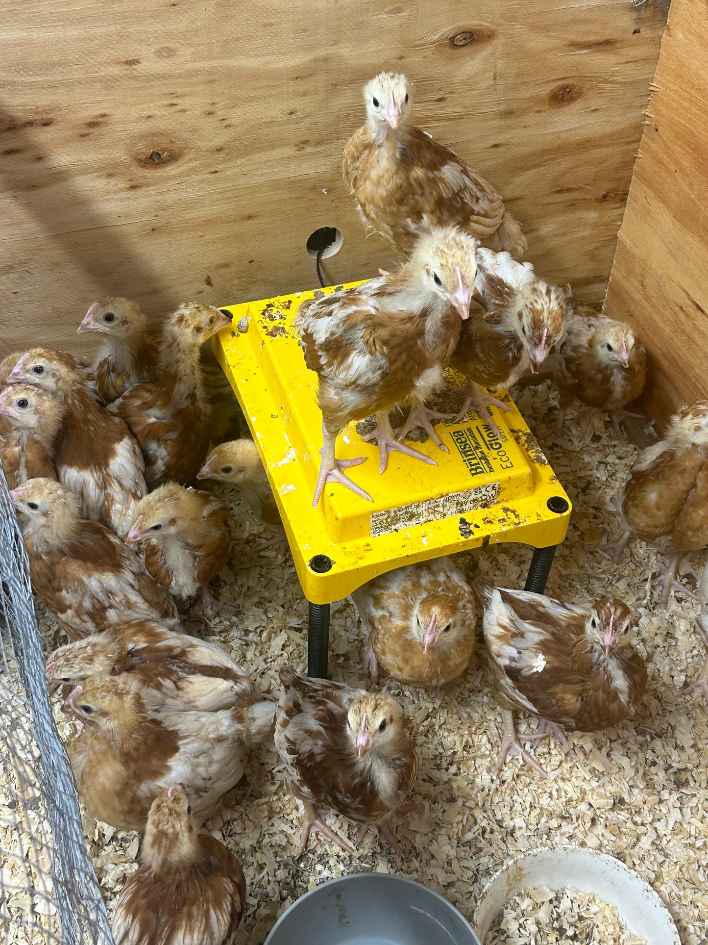 Brown Shavers Chicks - The Chook Barn
