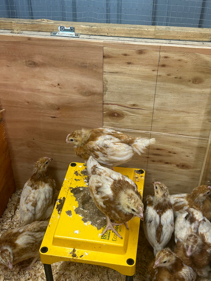 Brown Shavers Chicks - The Chook Barn