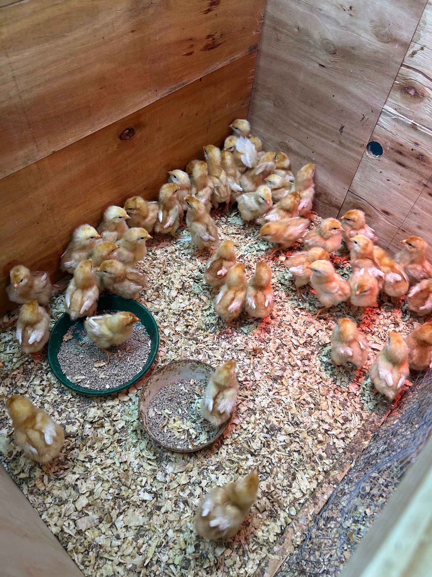 Brown Shavers Chicks - The Chook Barn