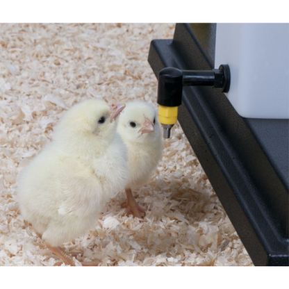Chick Nipple Drinker Bottle 1 Litre - The Chook Barn