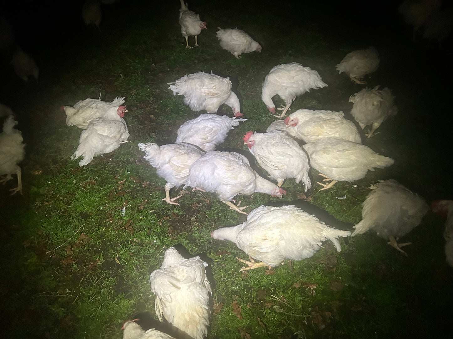 Cobb Roosters - The Chook Barn