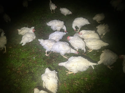 Cobb Roosters - The Chook Barn