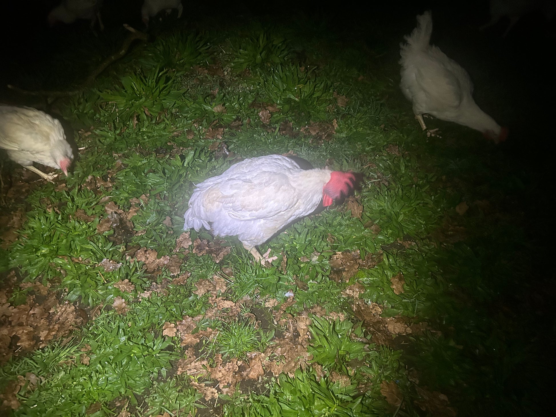 Cobb Roosters - The Chook Barn