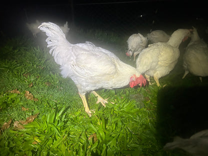 Cobb Roosters - The Chook Barn