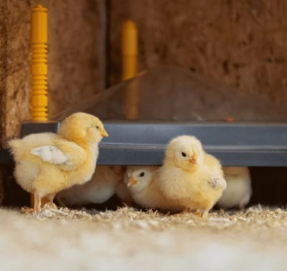 Comfort Chicks Heat Plate 30 x 30 cm Triangle - The Chook Barn