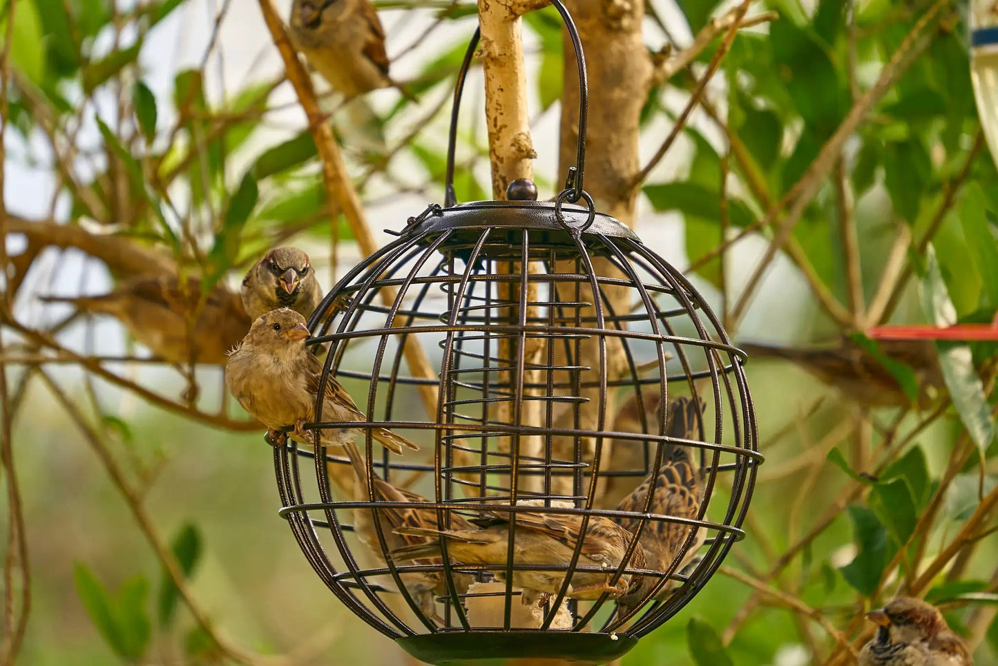 Topflite The Little Bird Feeder by Topflite LTD