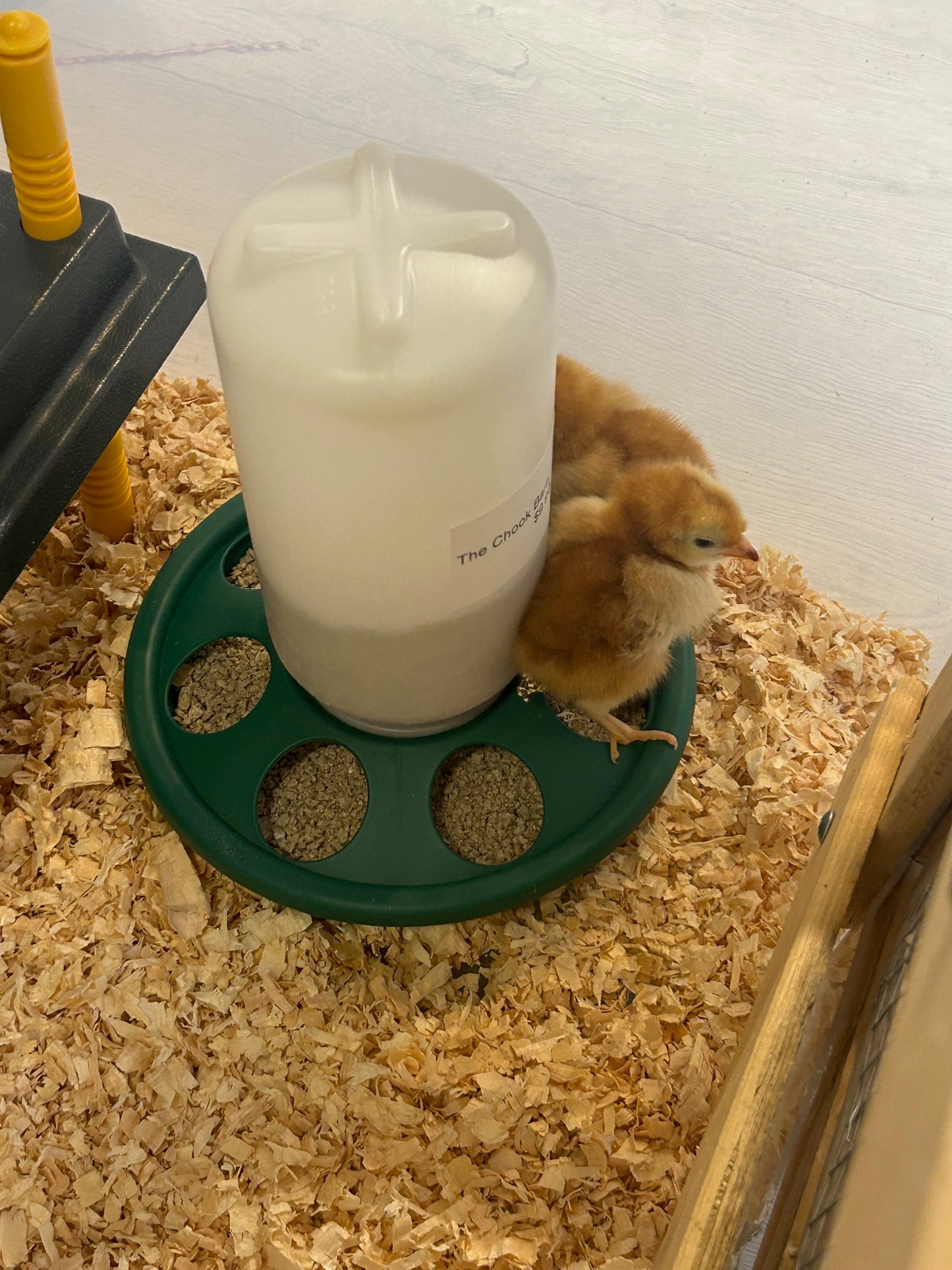 Hy-Line Chick Starter Bundle For Day Old Chicks Guaranteed Female - The Chook Barn