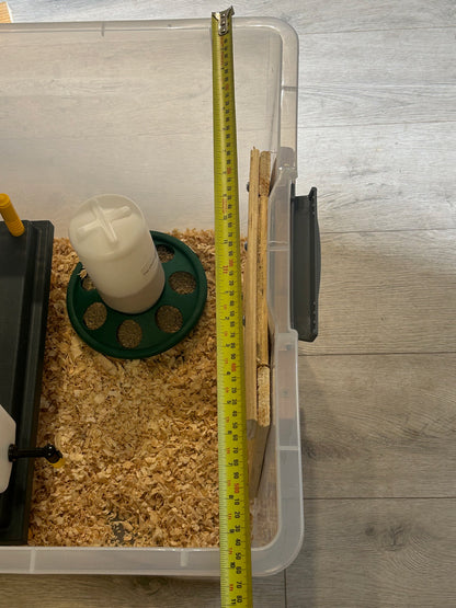 Hy-Line Chick Starter Bundle For Day Old Chicks Guaranteed Female - The Chook Barn