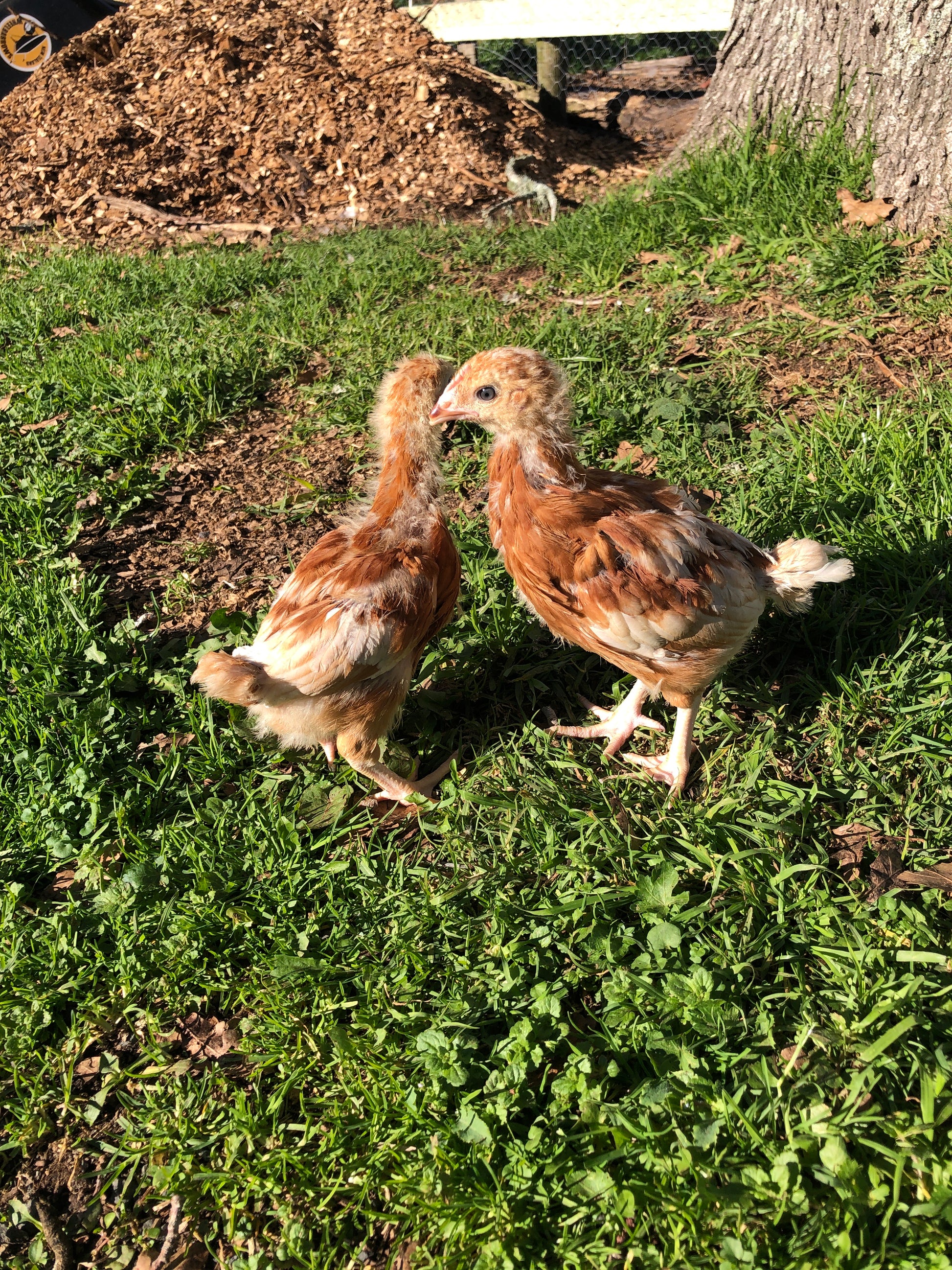 Hy-line Chicks Guaranteed Female Fully Vaccinated - The Chook Barn
