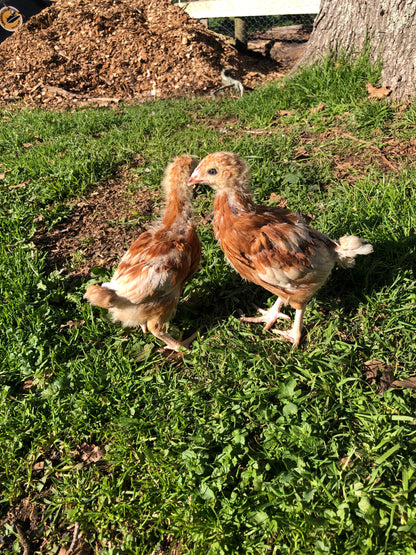 Hy-line Chicks Guaranteed Female Fully Vaccinated - The Chook Barn