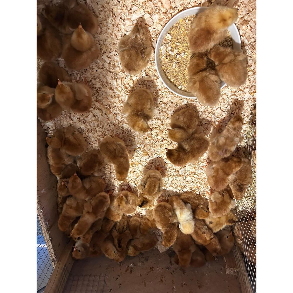 Rhode Island Red chicks - The Chook Barn
