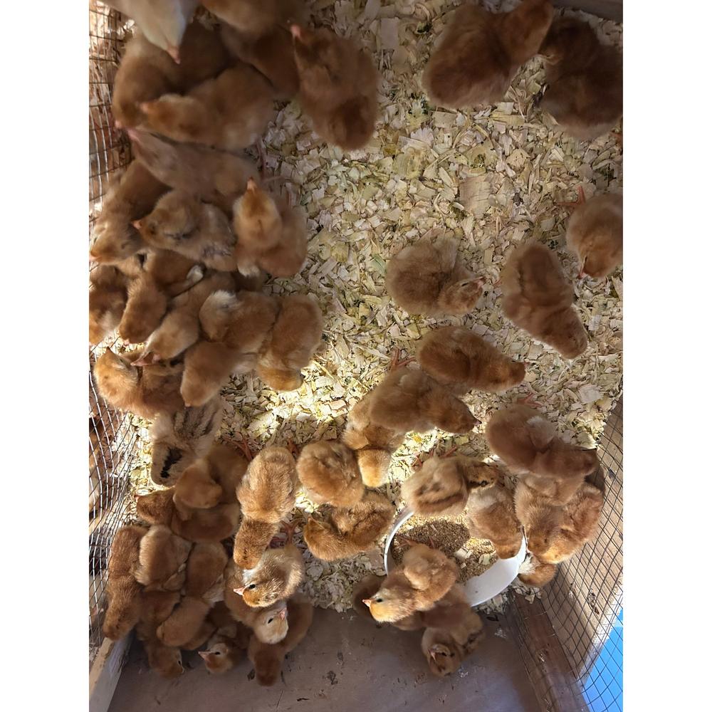 Rhode Island Red chicks - The Chook Barn