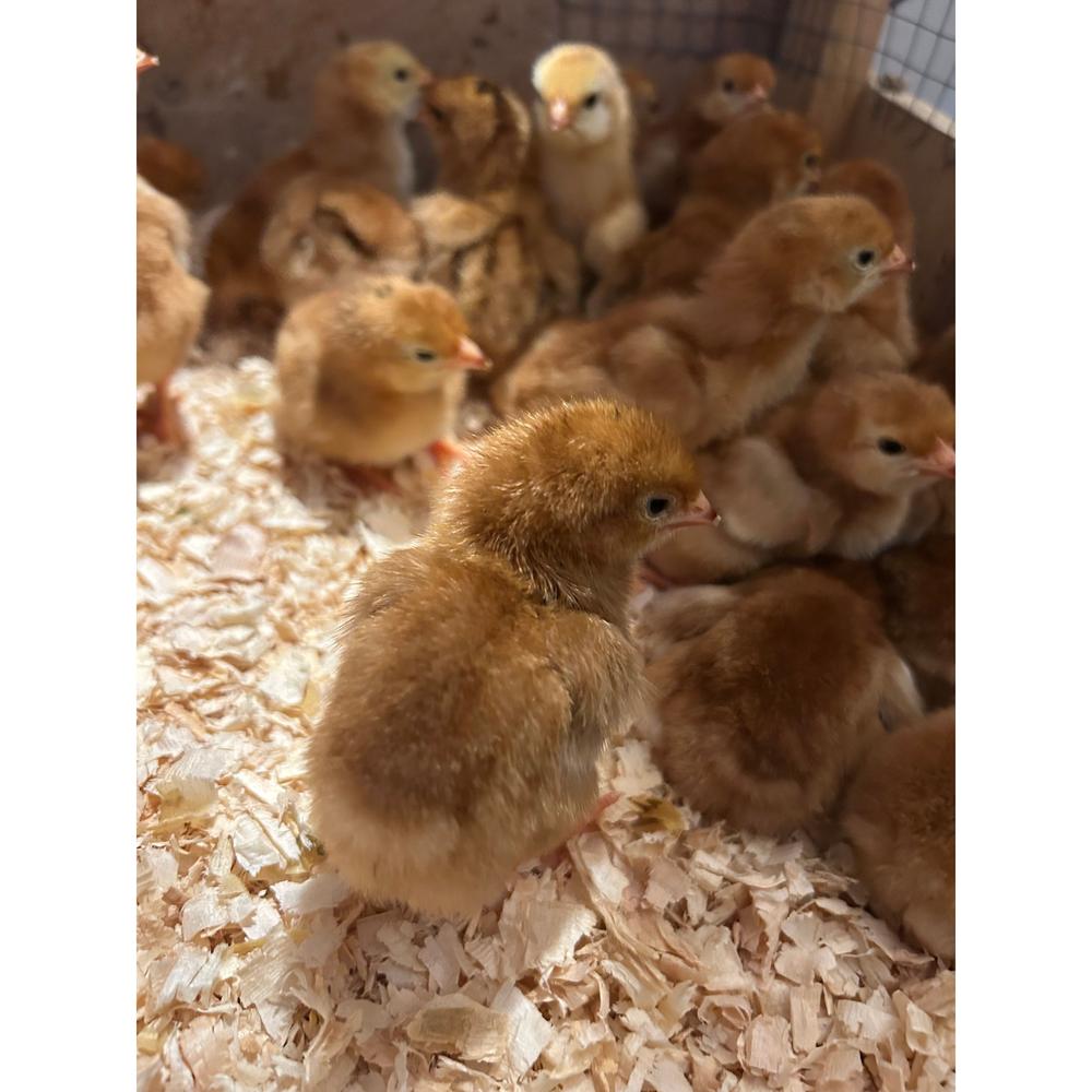 Rhode Island Red chicks - The Chook Barn