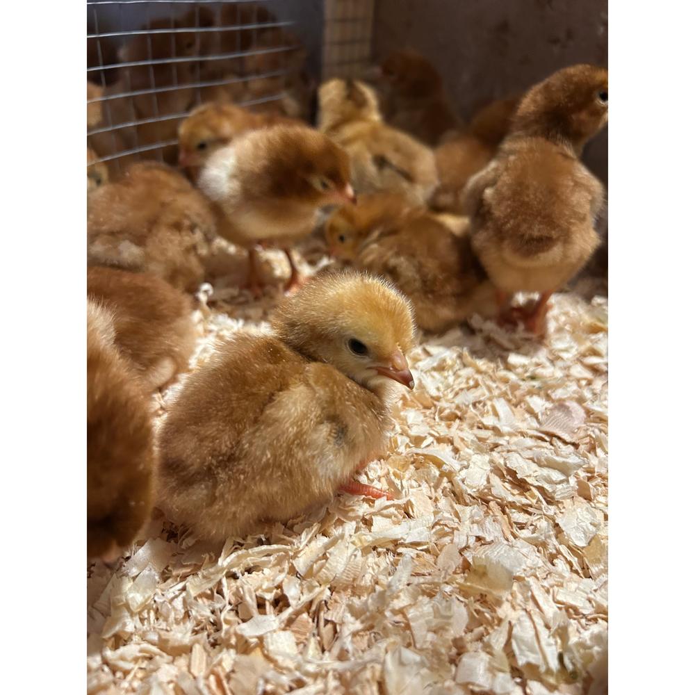 Rhode Island Red chicks - The Chook Barn