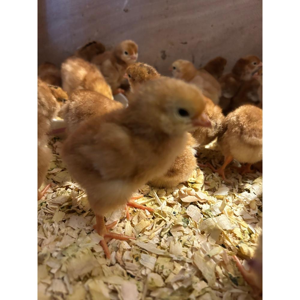 Rhode Island Red chicks - The Chook Barn