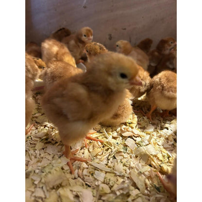 Rhode Island Red chicks - The Chook Barn