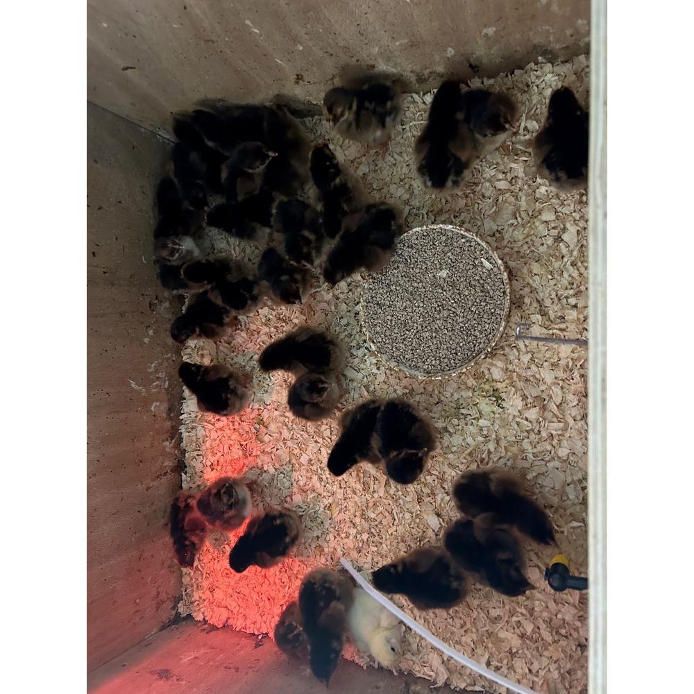 Standard double laced Barnevelders - The Chook Barn