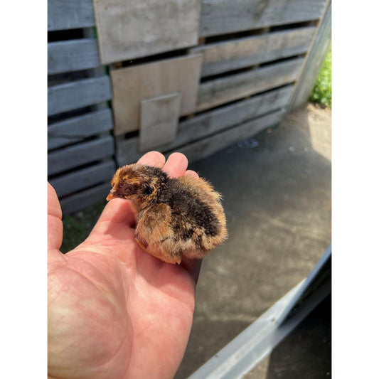 Standard double laced Barnevelders - The Chook Barn