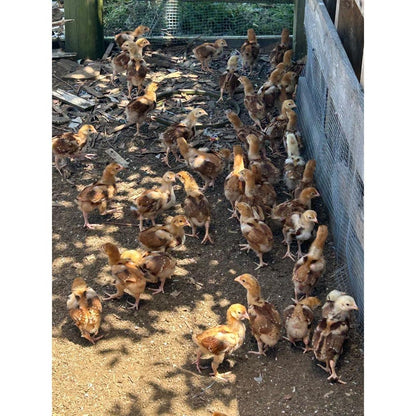 Rhode Island Red chicks - The Chook Barn
