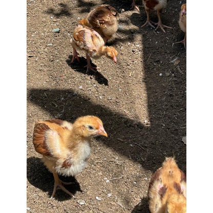 Rhode Island Red chicks - The Chook Barn