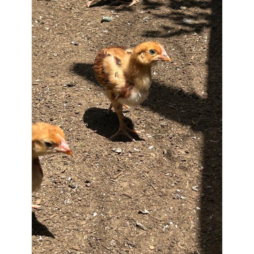 Rhode Island Red chicks - The Chook Barn