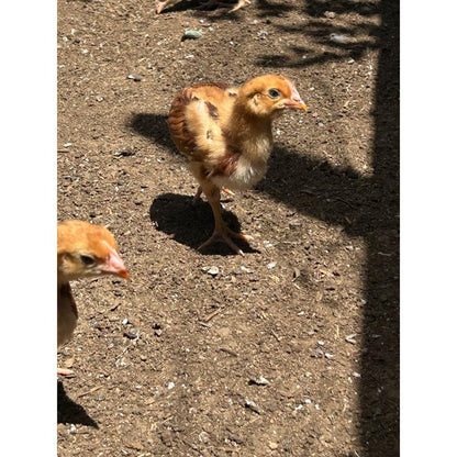 Rhode Island Red chicks - The Chook Barn